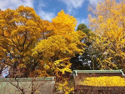 写真：イチョウ