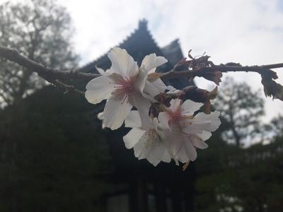 知恩院の寒桜