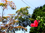 leaf01b.png