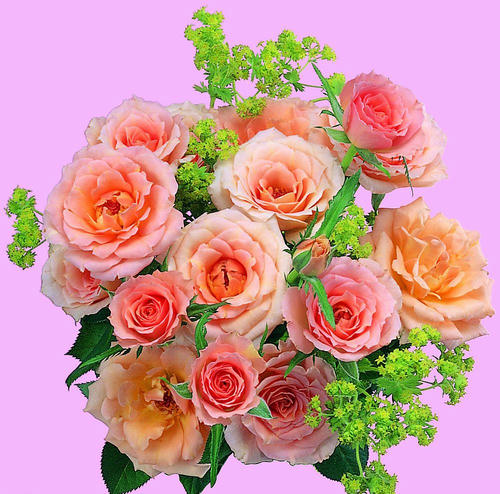flower.jpg