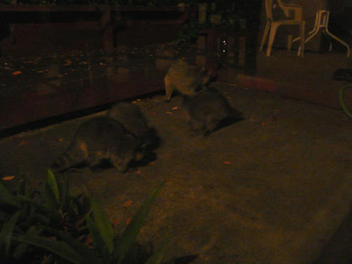 P1090175.JPG