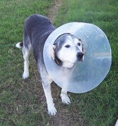 cone1.JPG