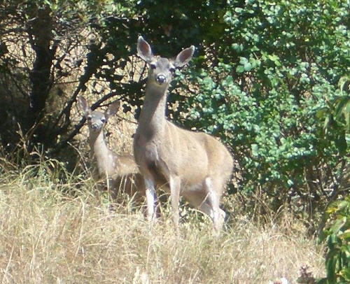CIMG65542.jpg