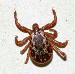 TickBiology2.jpg