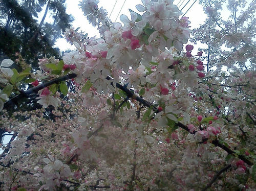 IMG_20120324_132135.jpg