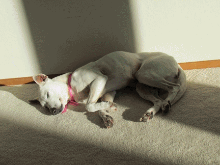 coco.gif
