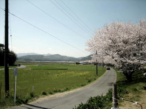 学校橋から望む桜