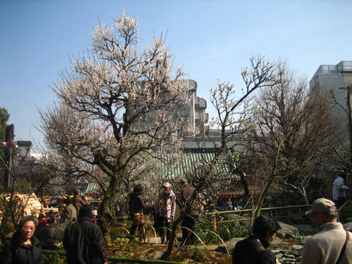 湯島天神梅園