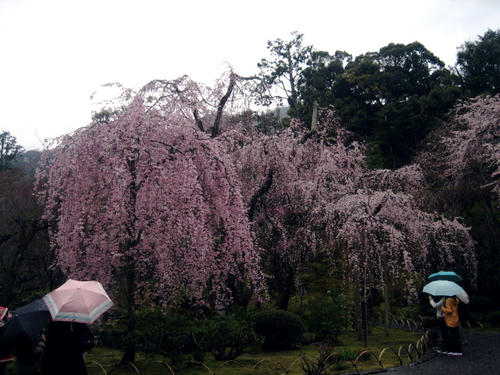 天龍寺の枝垂れ桜