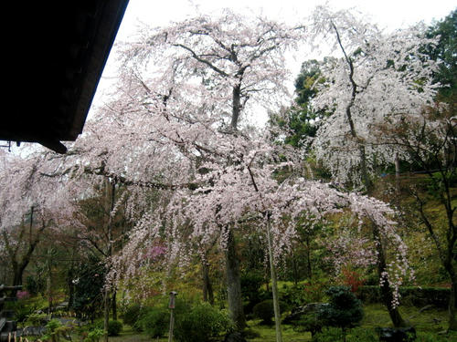天龍寺の枝垂れ桜