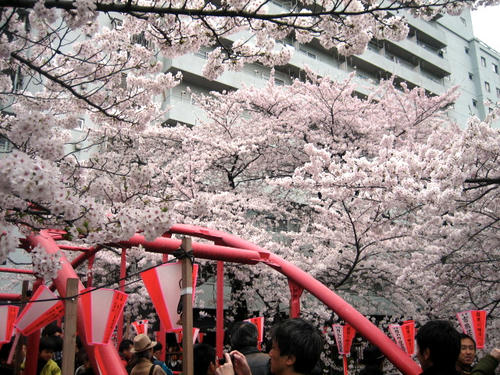 柳橋と桜