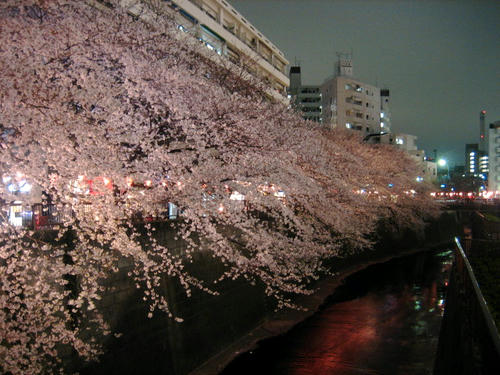 夜桜