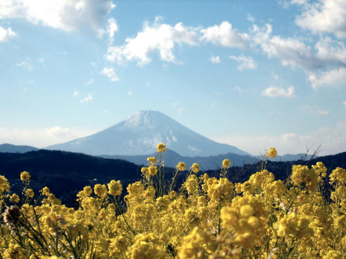 富士山と菜の花