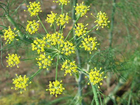 甘茴香（アマウイキョウ）