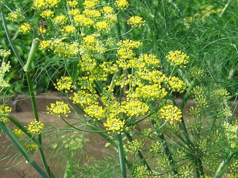 甘茴香（アマウイキョウ）