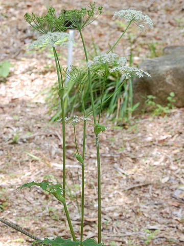 花独活（ハナウド）