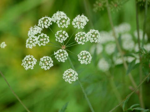 毒芹（ドクゼリ）