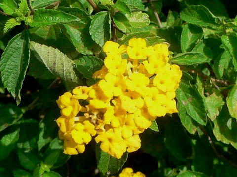 黄花ランタナ（キバナランタナ）