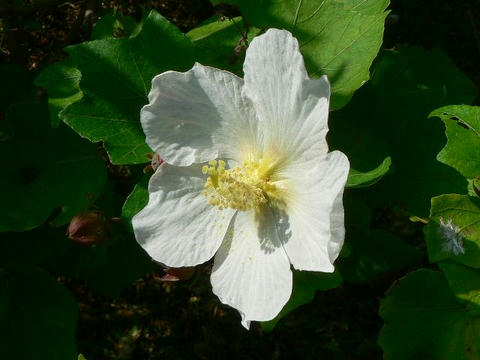 先島芙蓉（サキシマフヨウ）