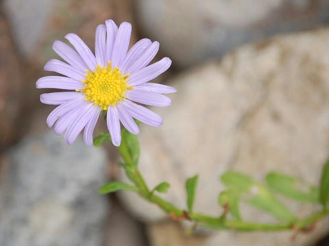 浜辺野菊（ハマベノギク）