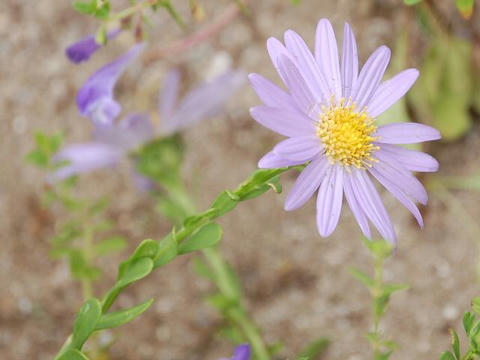 浜辺野菊（ハマベノギク）