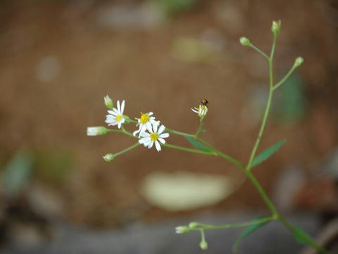 長葉白山菊（ナガバシラヤマギク）