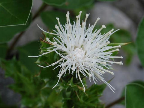 白花浜薊（シロバナハマアザミ）