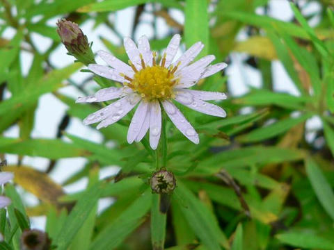 細葉紺菊（ホソバコンギク）