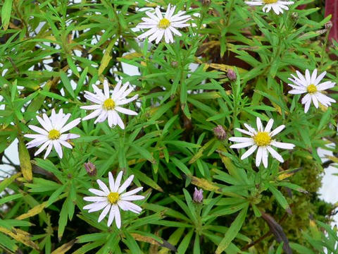 細葉紺菊（ホソバコンギク）