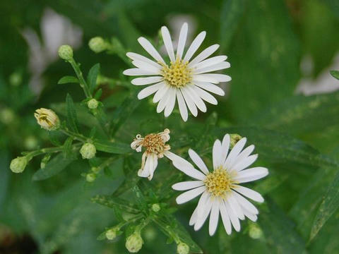 屋久島野菊（ヤクシマノギク）