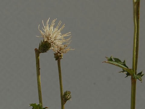 白花野薊（シロバナノアザミ）