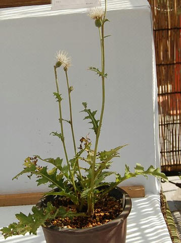 白花野薊（シロバナノアザミ）