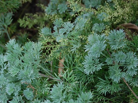 河原蓬（カワラヨモギ）