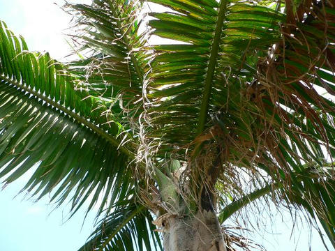 八重山椰子（ヤエヤマヤシ）