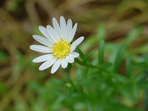 磯野菊（イソノギク）