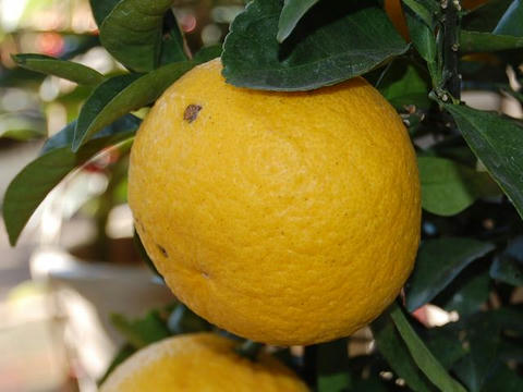 甘夏蜜柑（アマナツミカン）