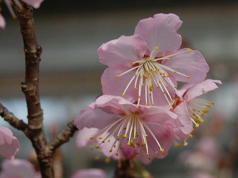 椿寒桜（ツバキカンザクラ）