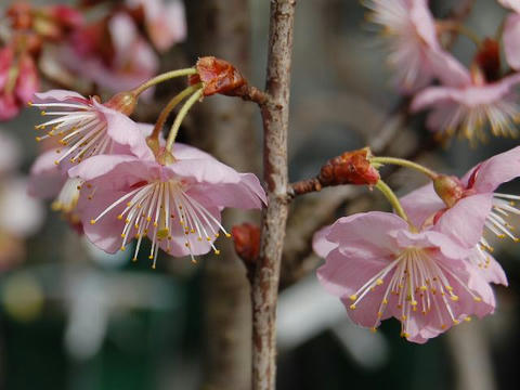 椿寒桜（ツバキカンザクラ）