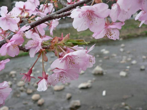河津桜（カワヅザクラ）