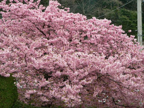 河津桜（カワヅザクラ）
