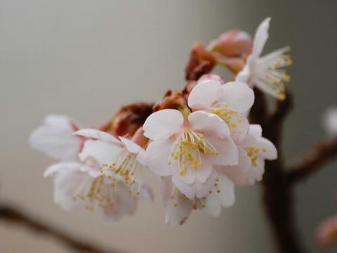 熱海桜 (アタミザクラ）