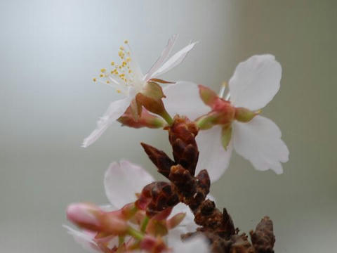 熱海桜 (アタミザクラ）