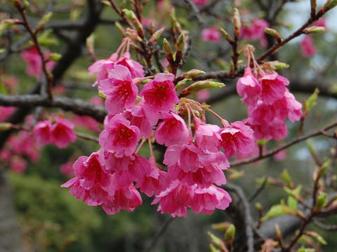 寒緋桜（カンヒザクラ）