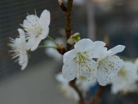 支那実桜（シナミザクラ）