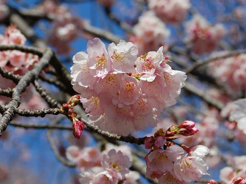 大寒桜 (オオカンザクラ）