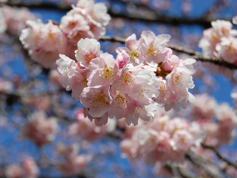 大寒桜 (オオカンザクラ）