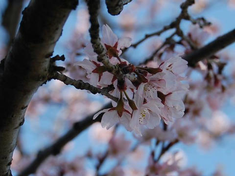 啓翁桜（ケイオウザクラ）