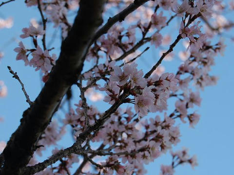 啓翁桜（ケイオウザクラ）