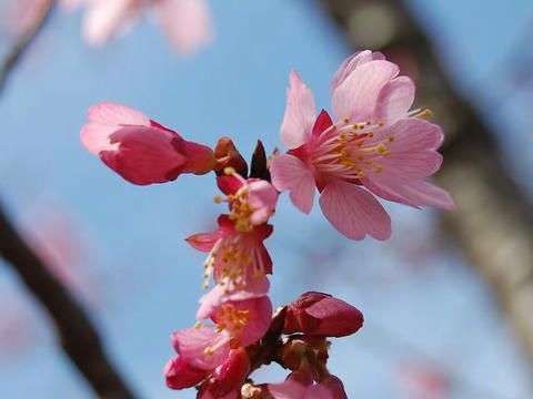 阿亀桜（オカメザクラ）
