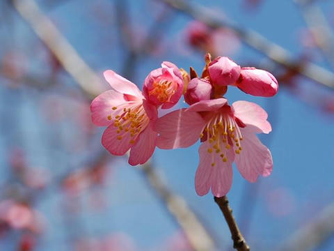 阿亀桜（オカメザクラ）